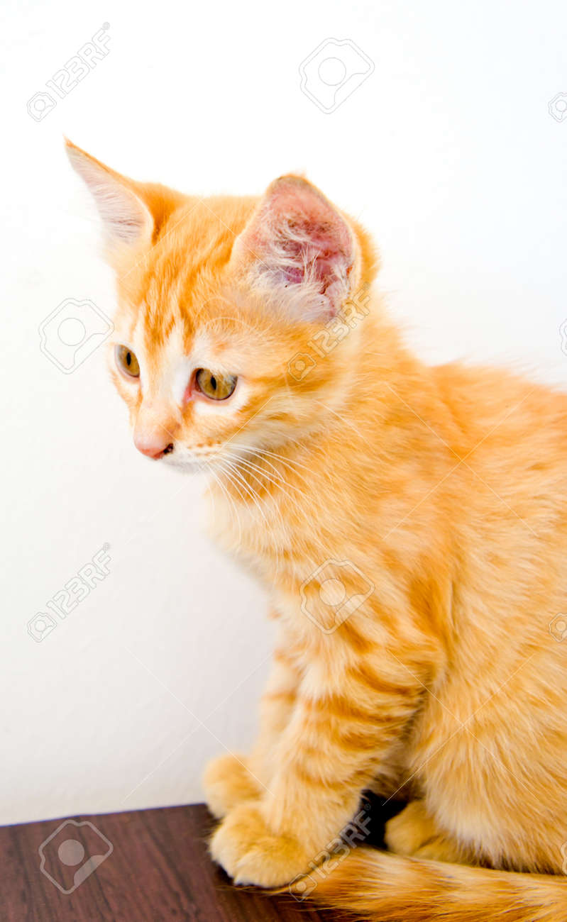 cageless boarding near me