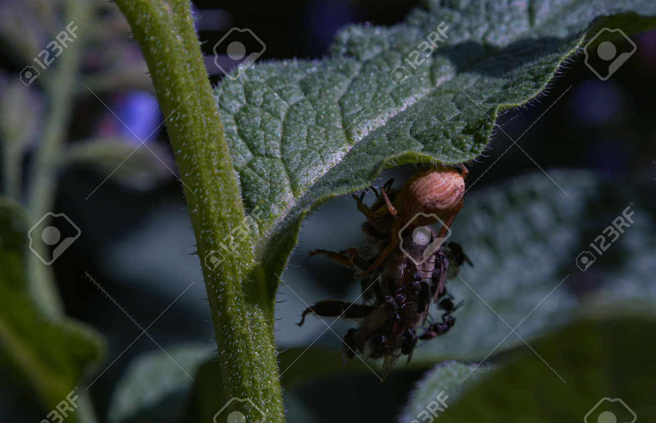 etiam-dictum-ipsum-a-felis