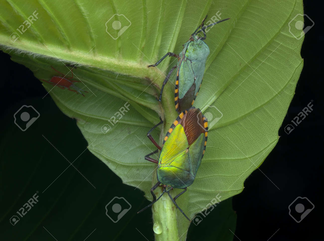 etiam-dictum-ipsum-a-felis