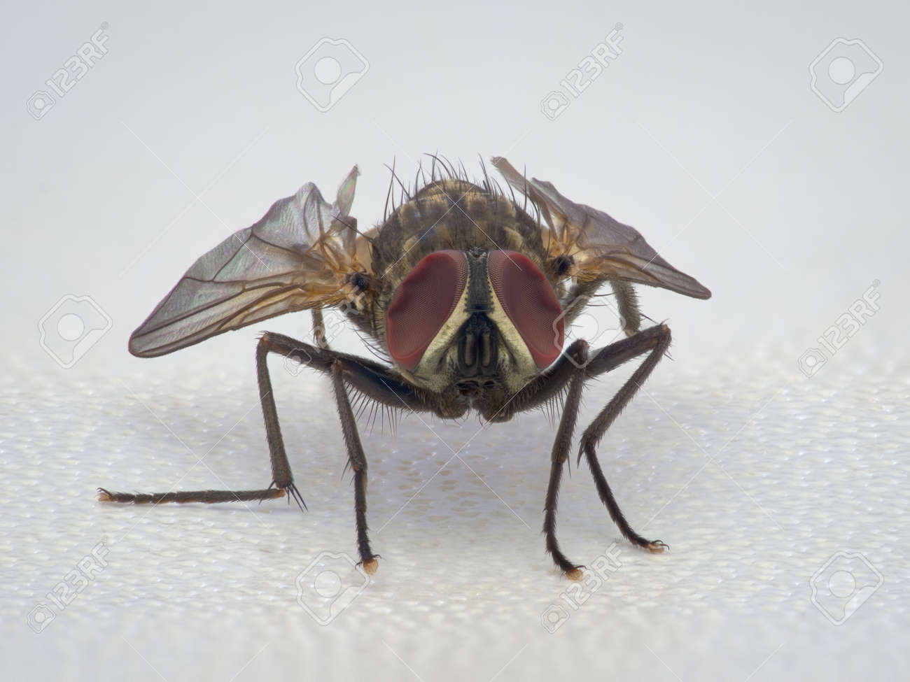 etiam-dictum-ipsum-a-felis