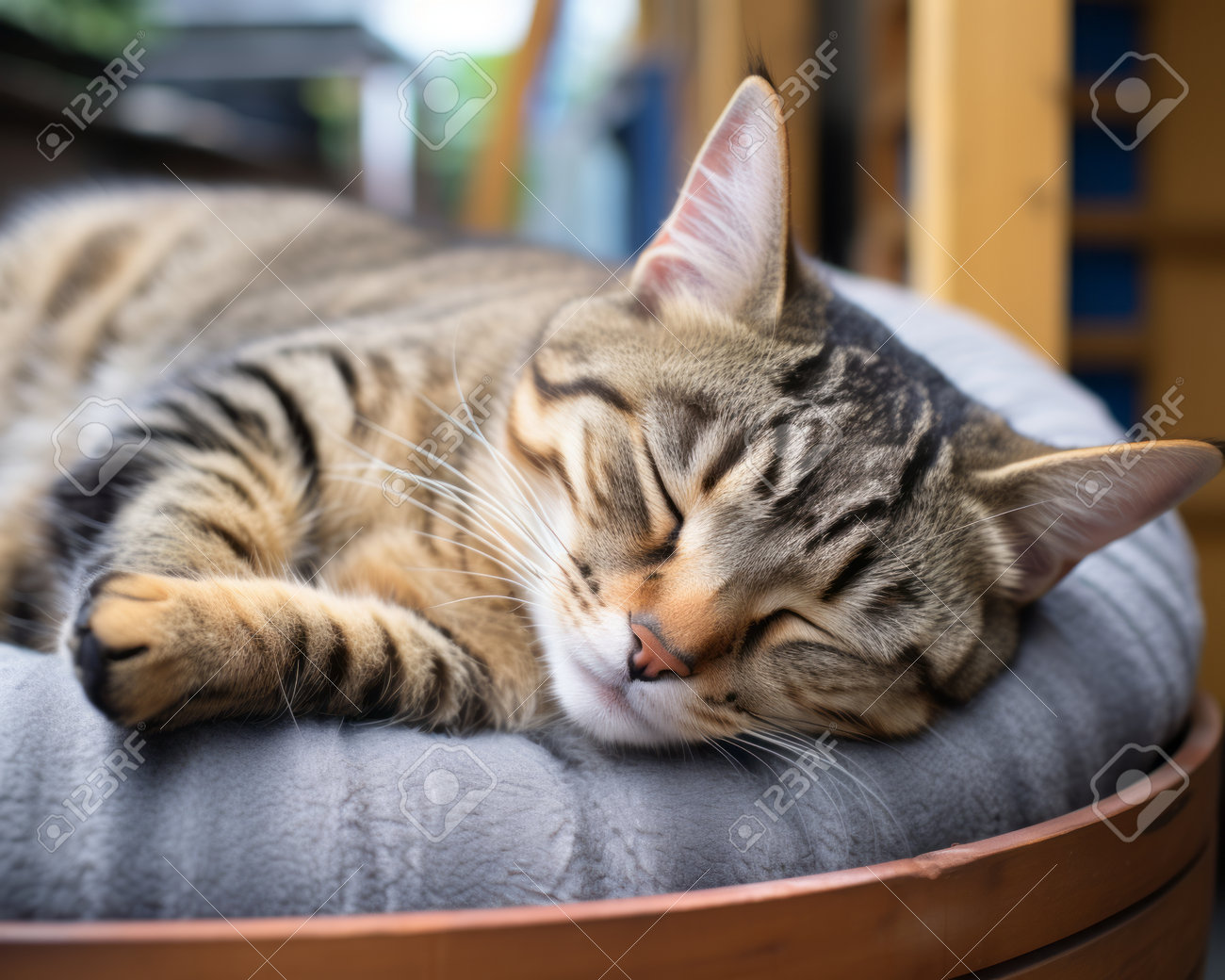 etiam-dictum-ipsum-a-felis