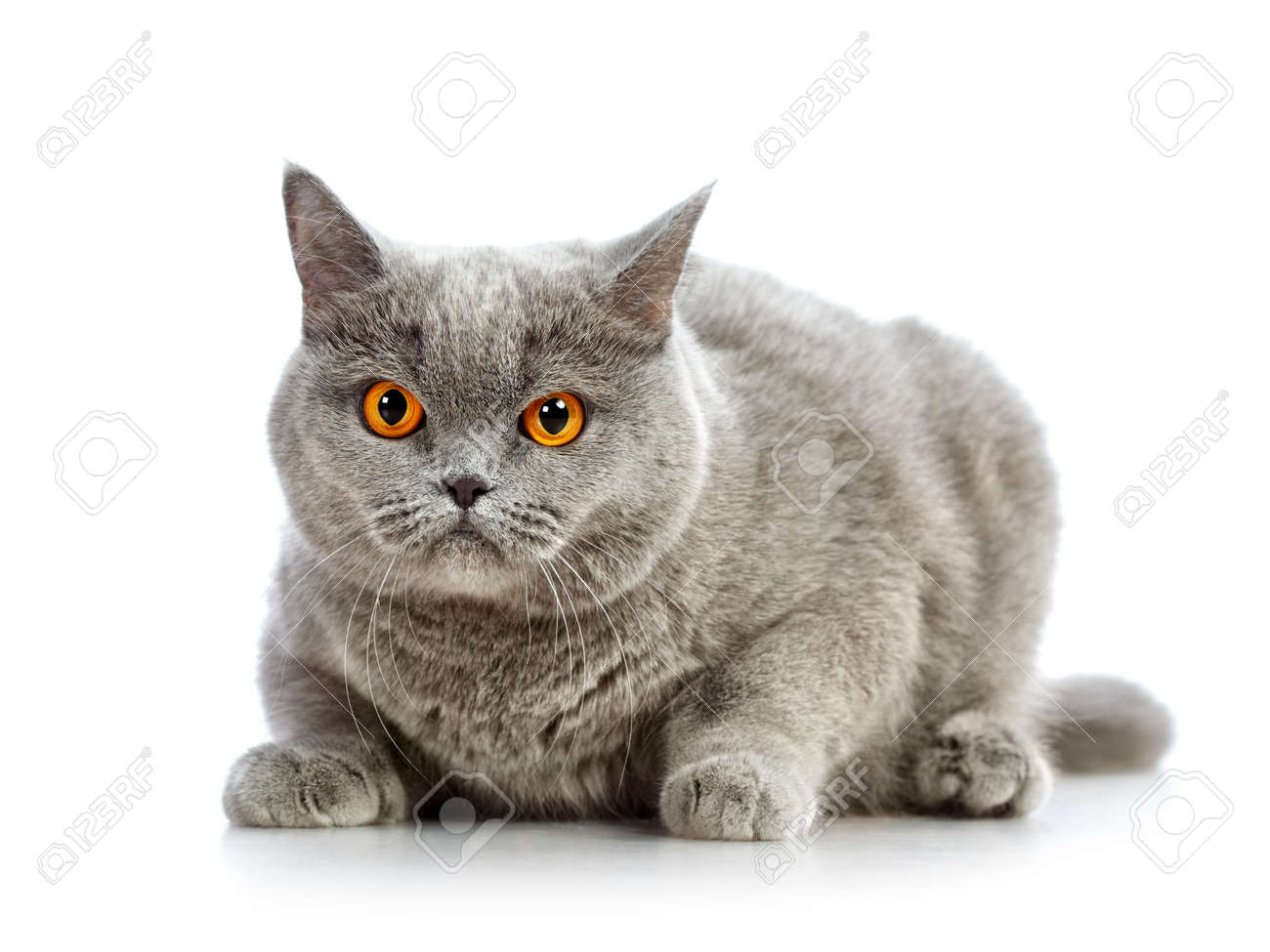 Blue British Shorthair Cat Isolated On White Stock Photo Picture