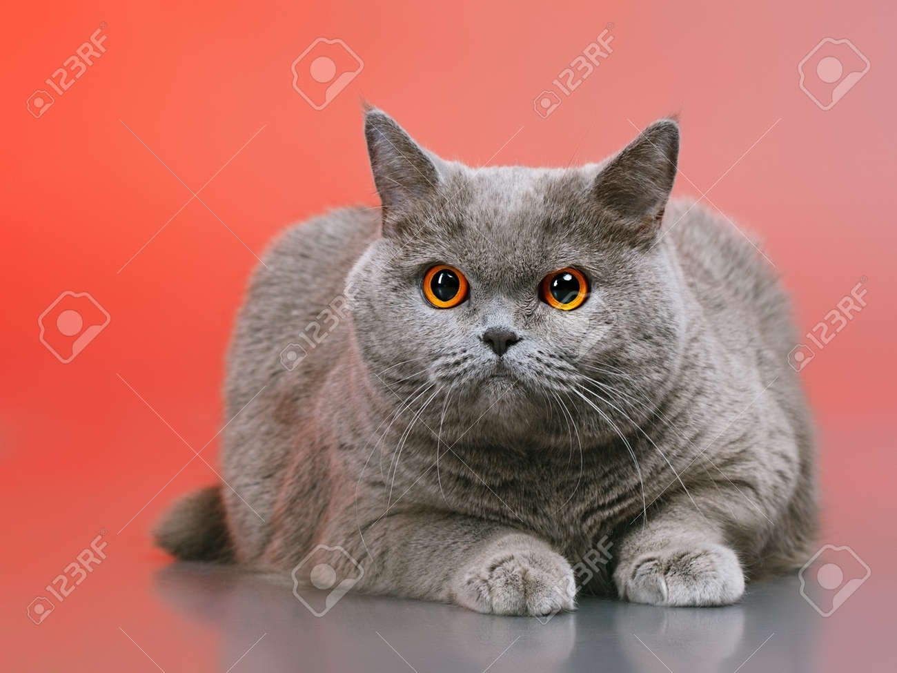 Blue British Shorthair Cat On Red Background Stock Photo Picture