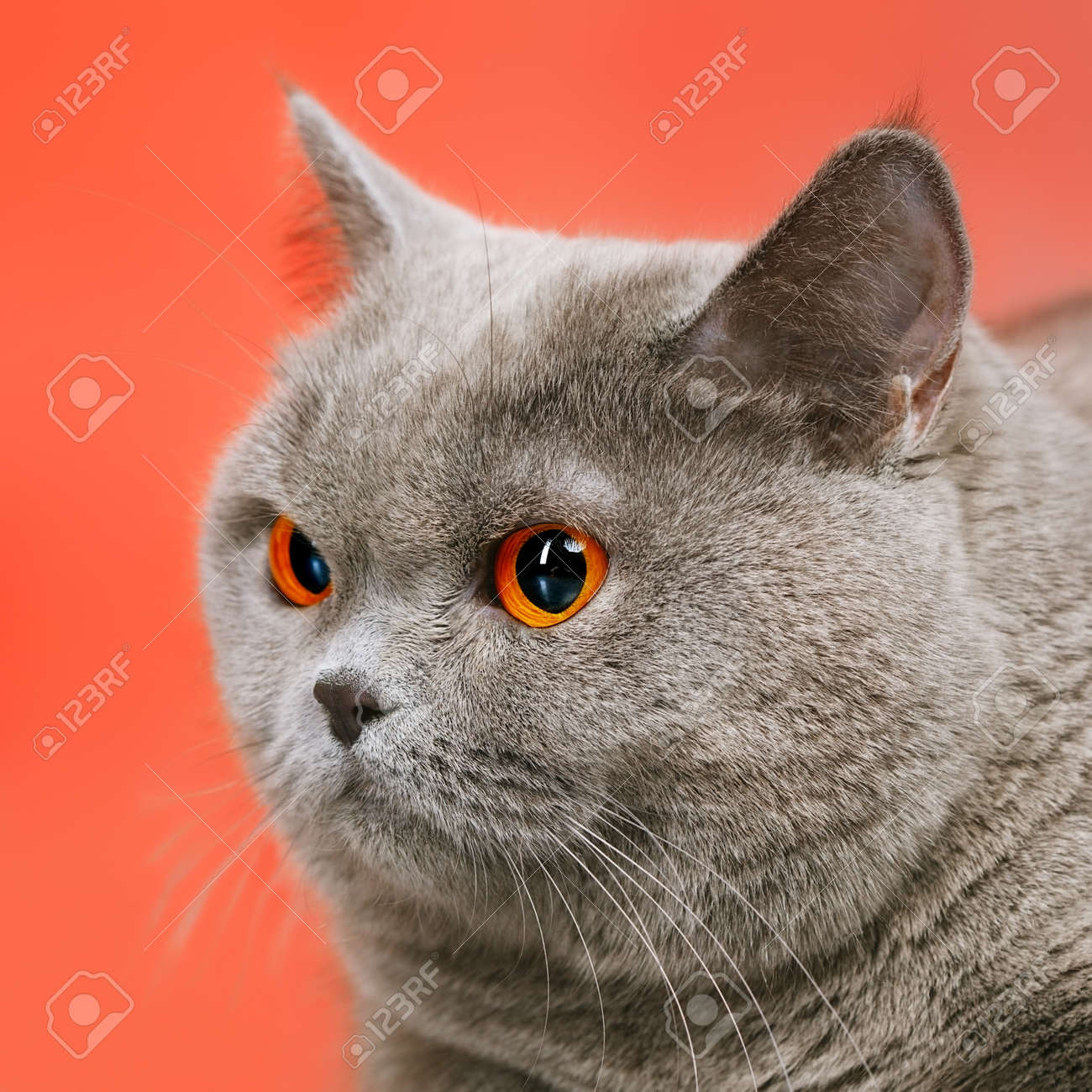 Blue British Shorthair Cat Stock Photo Picture And Royalty Free