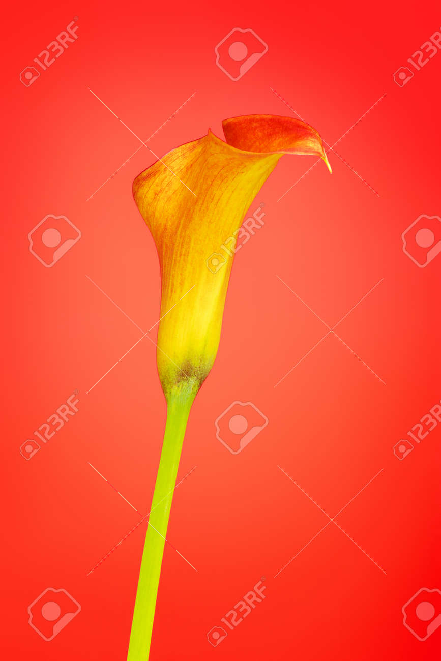 赤の背景にオレンジ色のオランダカイウユリ カラー花 の写真素材 画像素材 Image