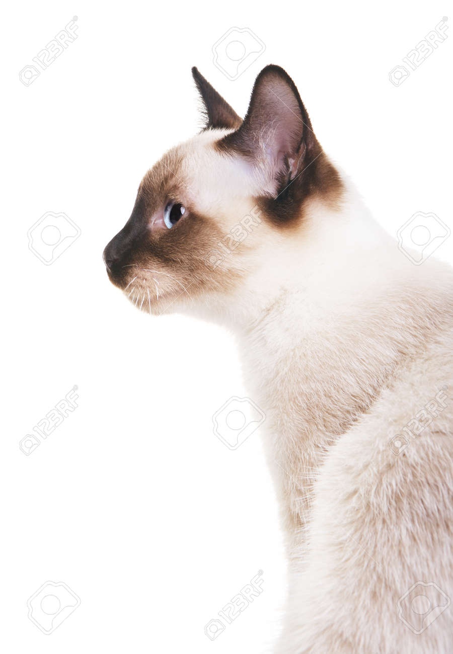 Chat Gris Thai Aux Yeux Bleus Portrait De Profil Isolé Sur Fond Blanc