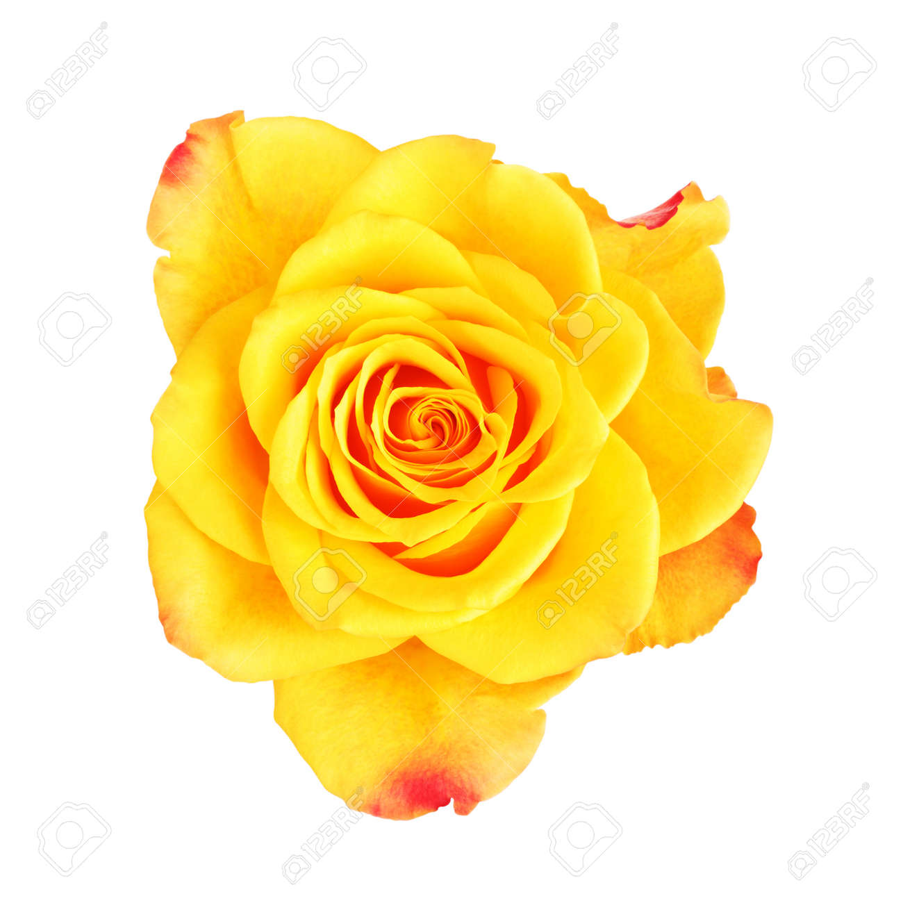 Fleur Rose Jaune Unique Isolé Sur Blanc Vue De Dessus