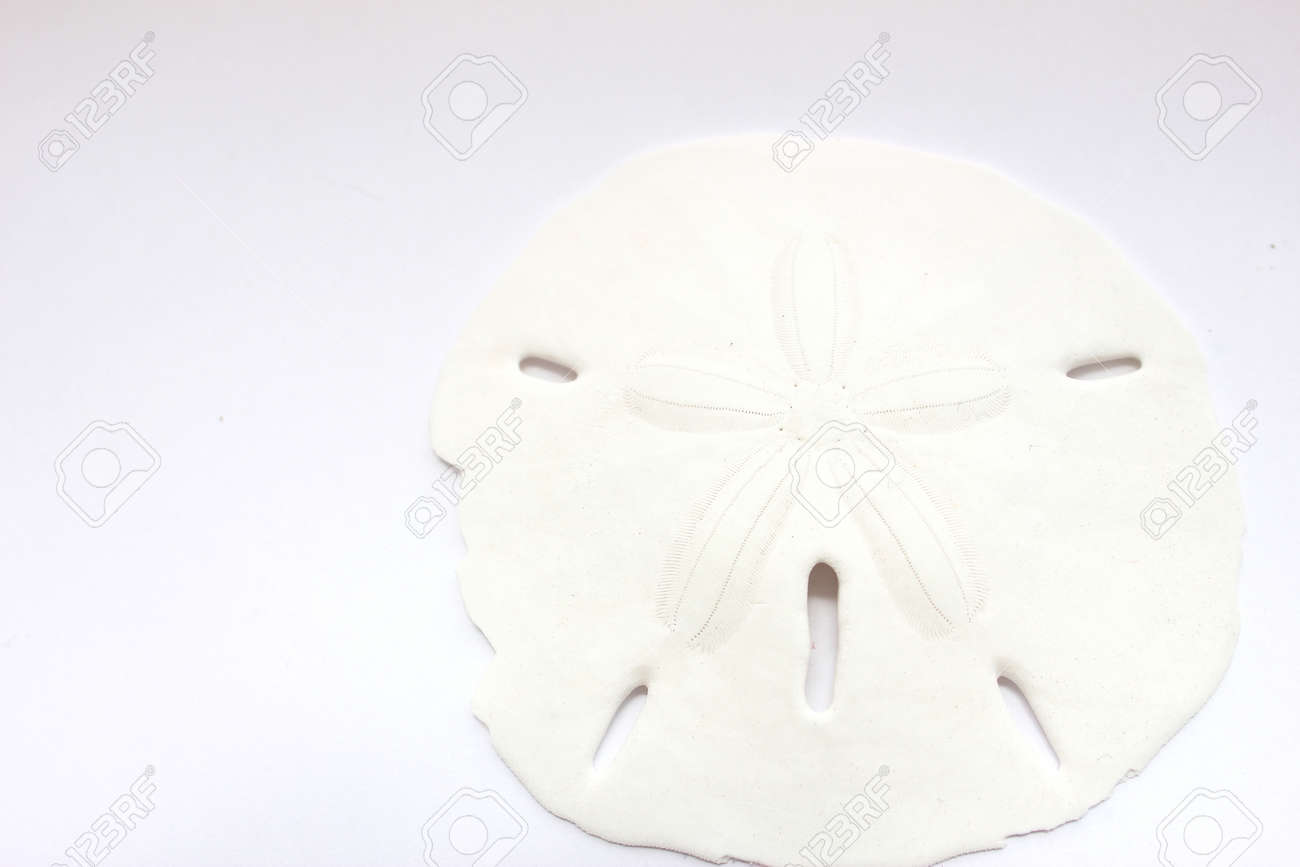 sand dollar stock photo picture and royalty free image image 13796280