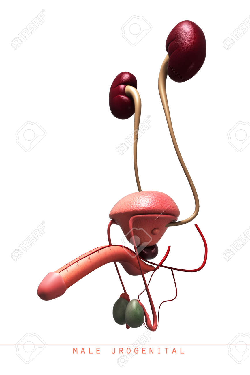 Free Cum Swallow Compilation Picture Of The Penis