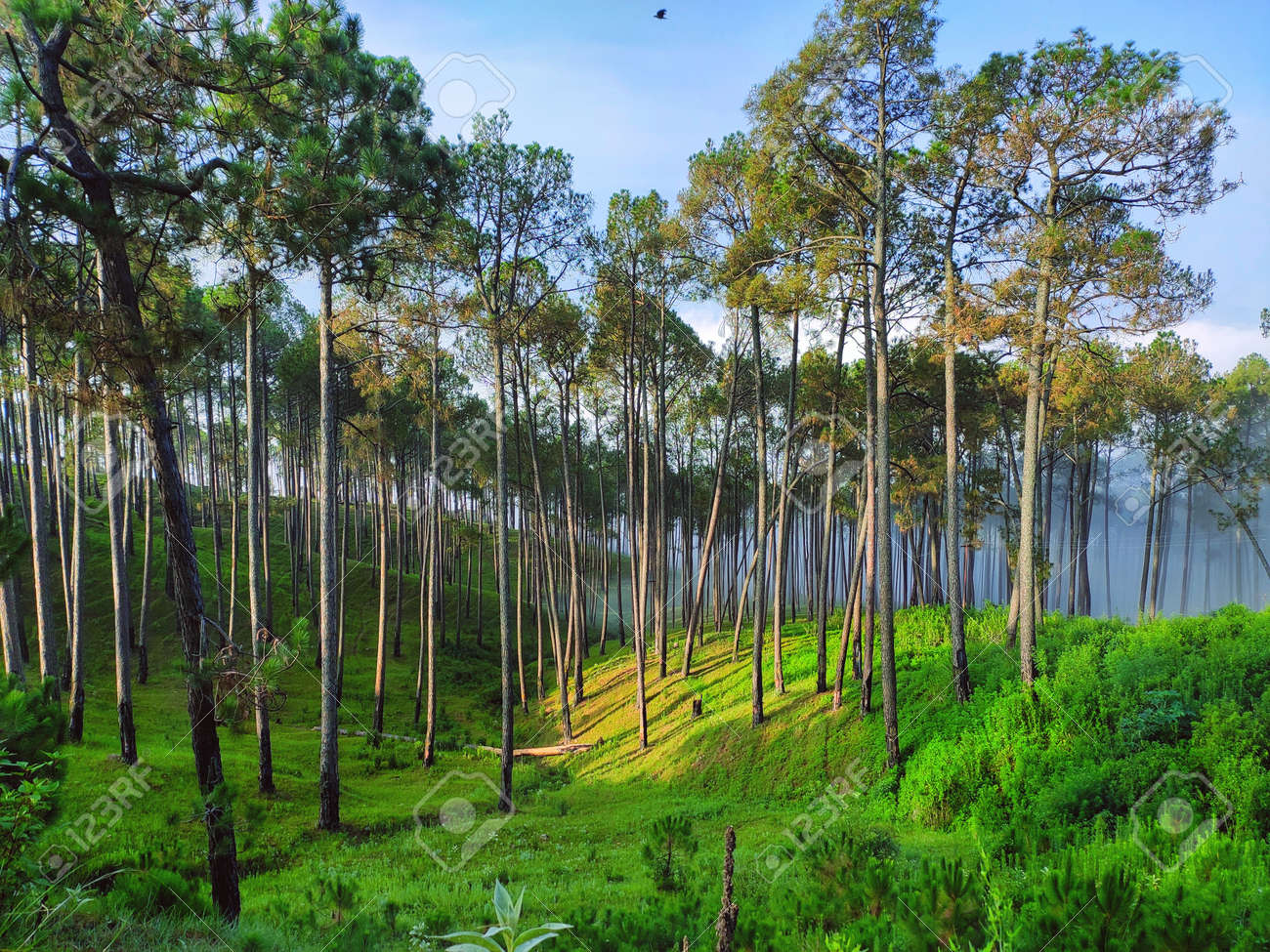 etiam-dictum-ipsum-a-felis