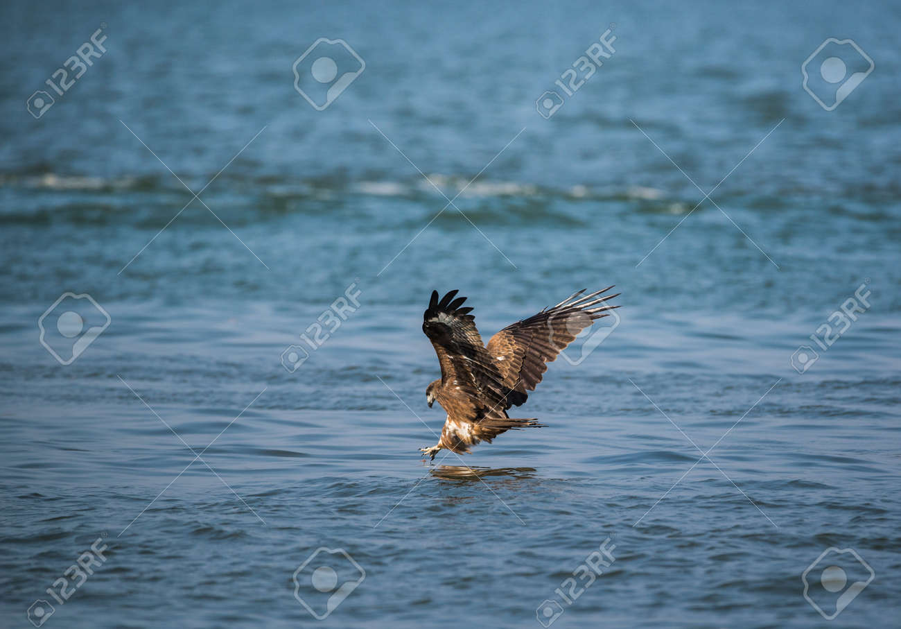 black kite bird catching fish from the sea stock photo picture and