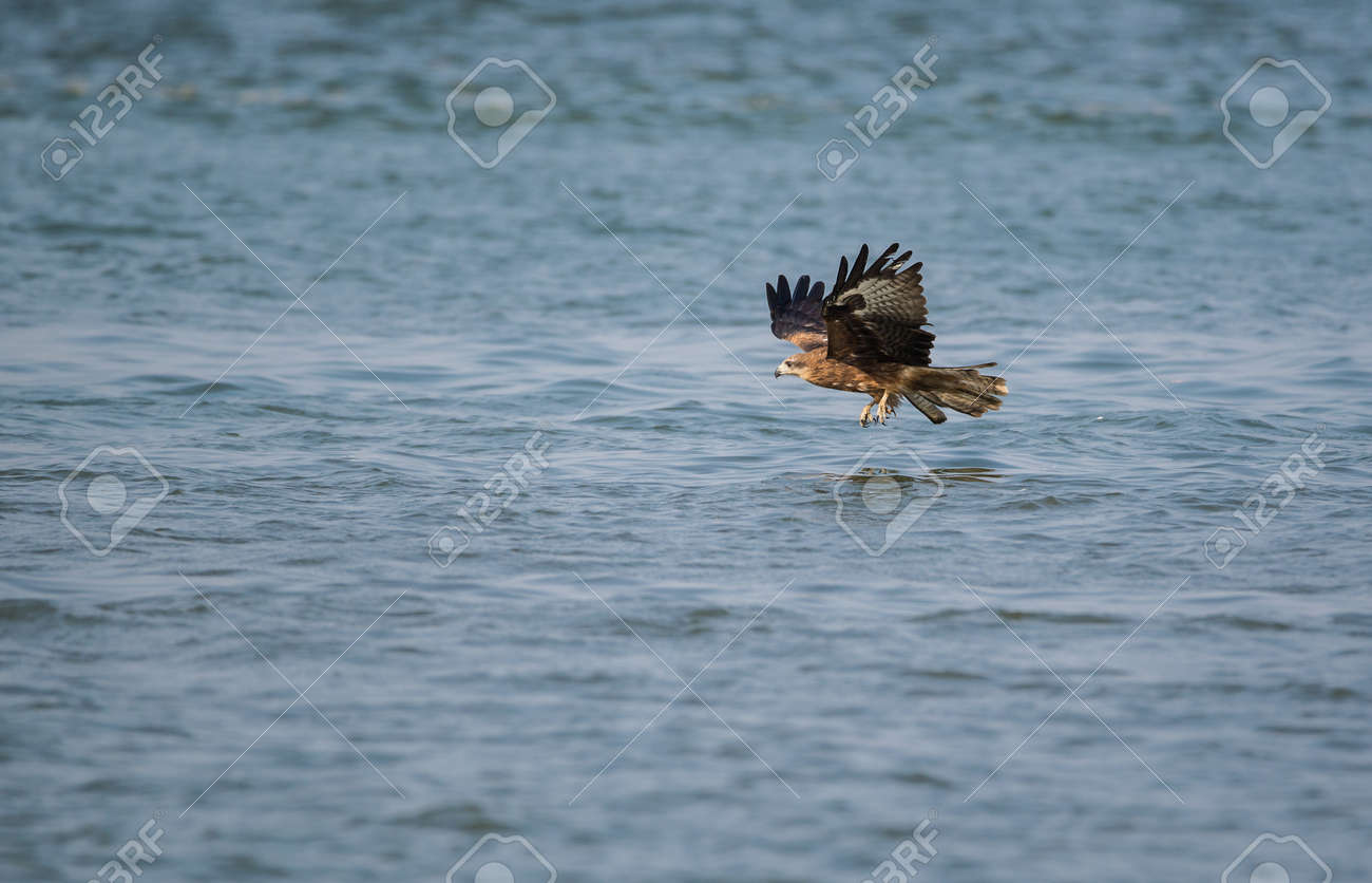 black kite bird catching fish from the sea stock photo picture and