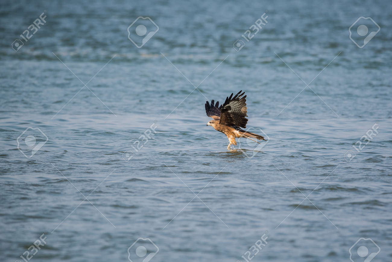 black kite bird catching fish from the sea stock photo picture and