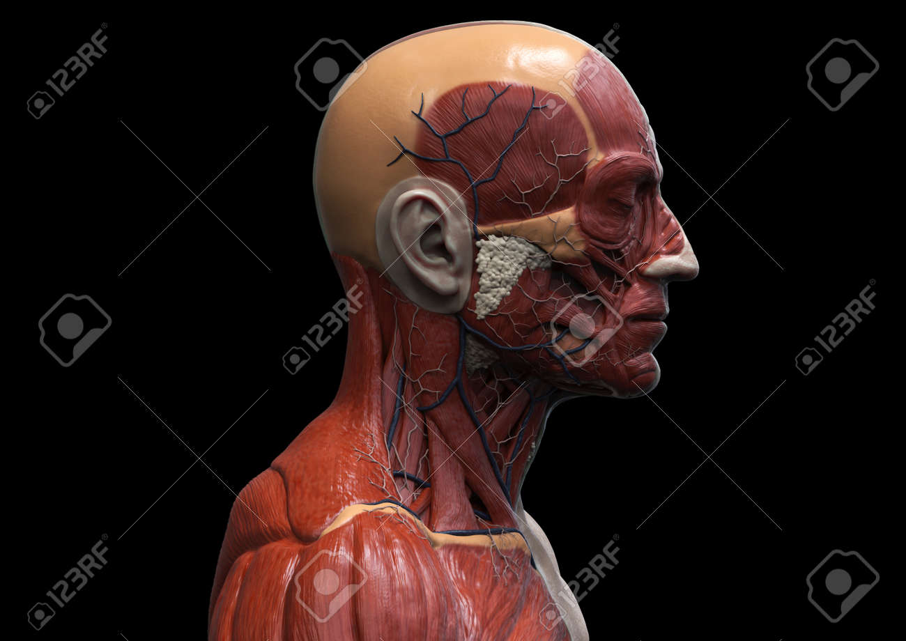 Human Body Anatomy - Muscle Anatomy Of The Face Neck And Chest , Medical Image Reference Of Human Anatomy In 3D Realistic Render Free Image And Photograph 64471540. Human Body Anatomy - Muscle Anatomy Of The Face Neck And Chest , Medical Image Reference Of Human Anatomy In 3D Realistic Render Free Image And Photograph 64471540.