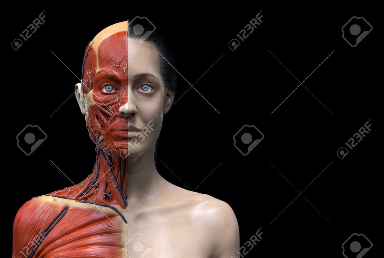 Menselijk Lichaam Anatomie Van Een Vrouwtje, Vrouw Gespierde Anatomie Geïsoleerd, 3d Render Van Het Gezicht Nek En Borst Royalty-Vrije Foto, Plaatjes, Beelden En Stock Fotografie. Image 64471704. Menselijk Lichaam Anatomie Van Een Vrouwtje, Vrouw Gespierde Anatomie Geïsoleerd, 3D Render Van Het Gezicht Nek En Borst Royalty-Vrije Foto, Plaatjes, Beelden En Stock Fotografie. Image 64471704.