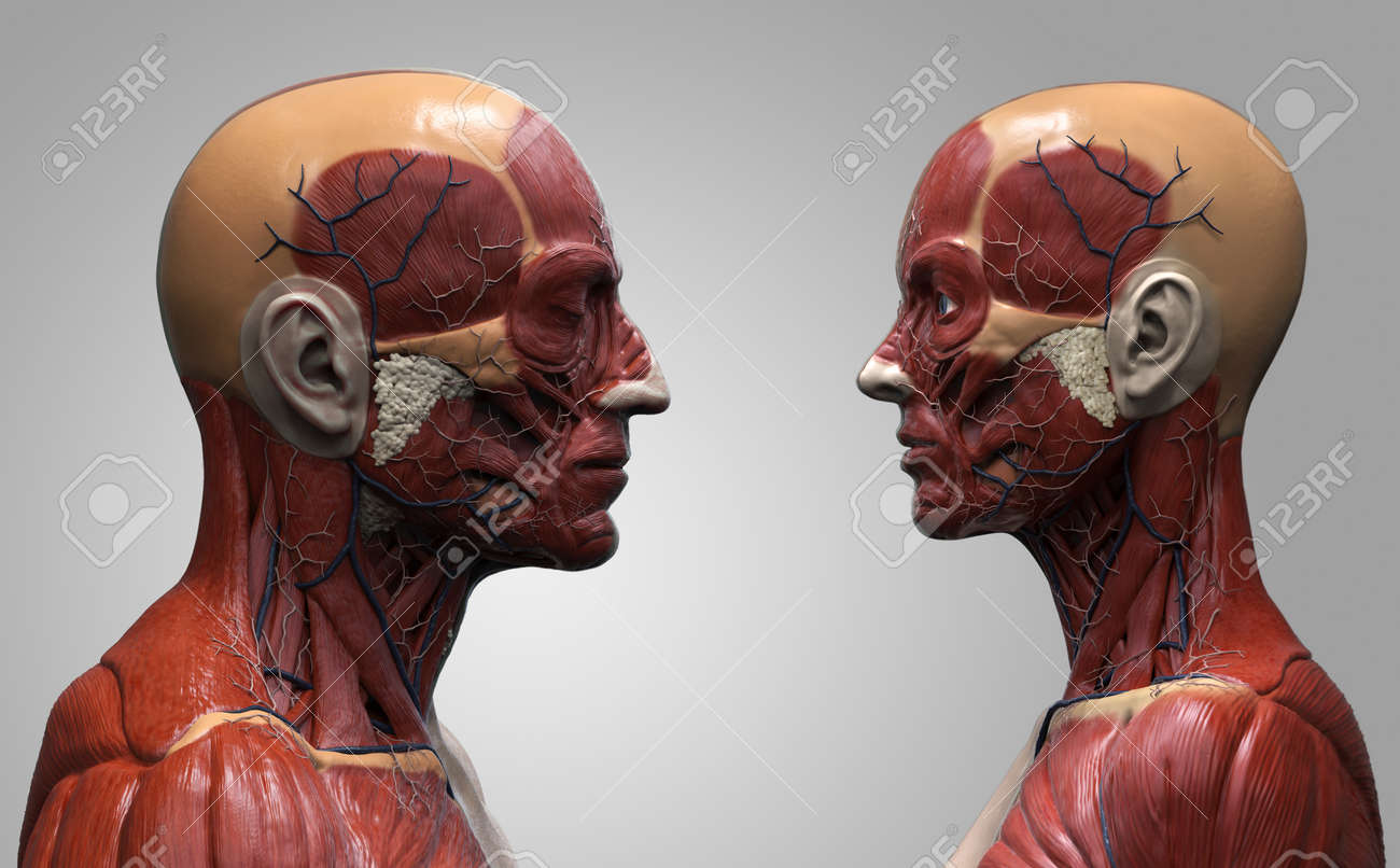 Human Body Anatomy Background Male And Female Muscle Anatomy Of The Face Neck Chest And Shoulder Realistic 3d Rendering Stock Photo Picture And Royalty Free Image Image 64471758