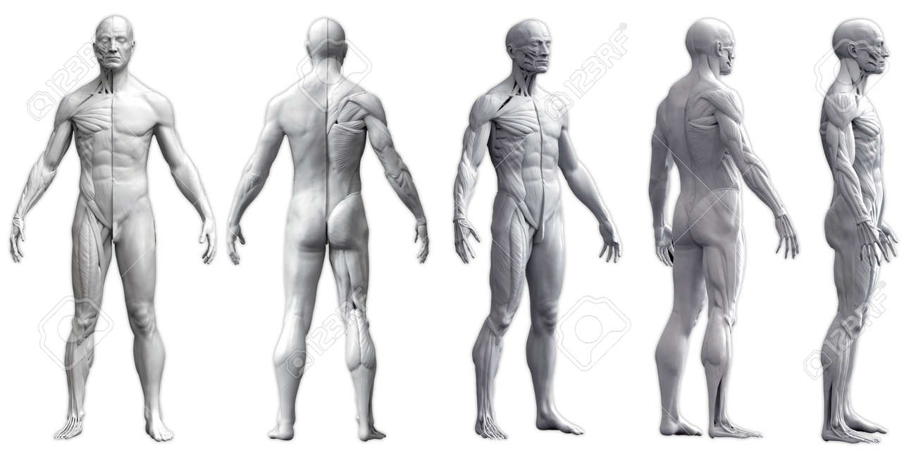 Human Body Anatomy Of A Man In Five Views Isolated In White Background 3d Rendering Stock Photo Picture And Royalty Free Image Image 138533771