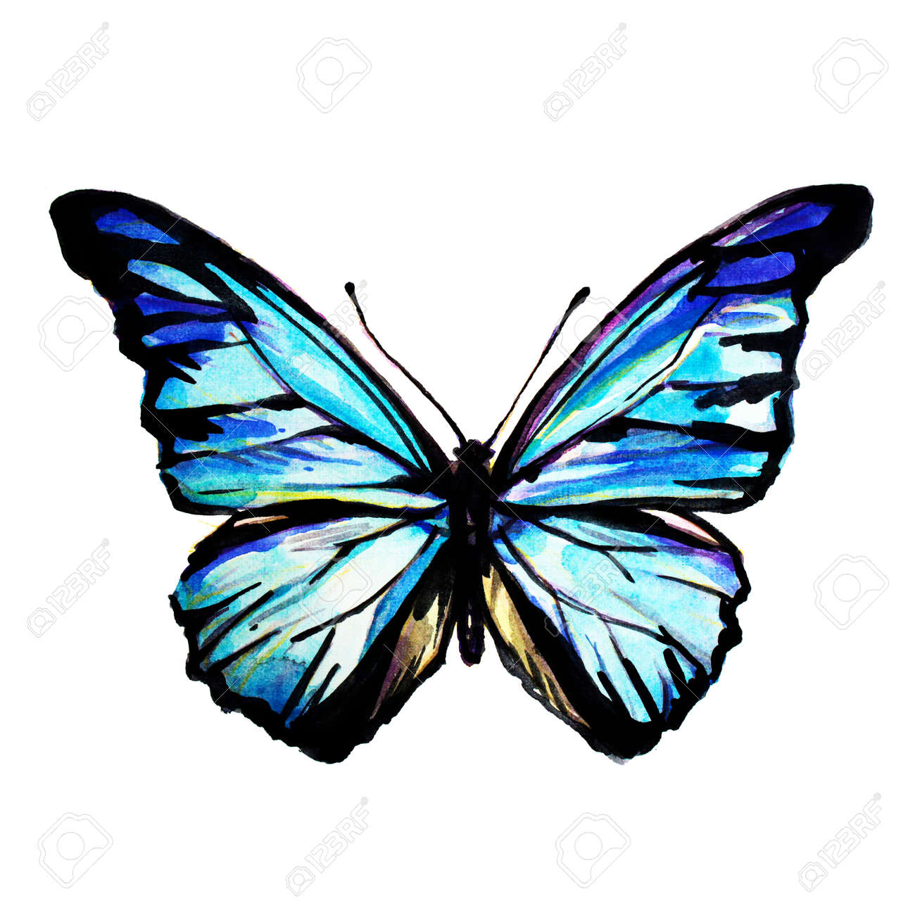 Beautiful Blue Butterfly Watercolor Isolated On A White Stock Photo Picture And Royalty Free Image Image 7631 Beautiful Blue Butterfly Watercolor Isolated On A White Stock Photo Picture And Royalty Free Image Image 7631