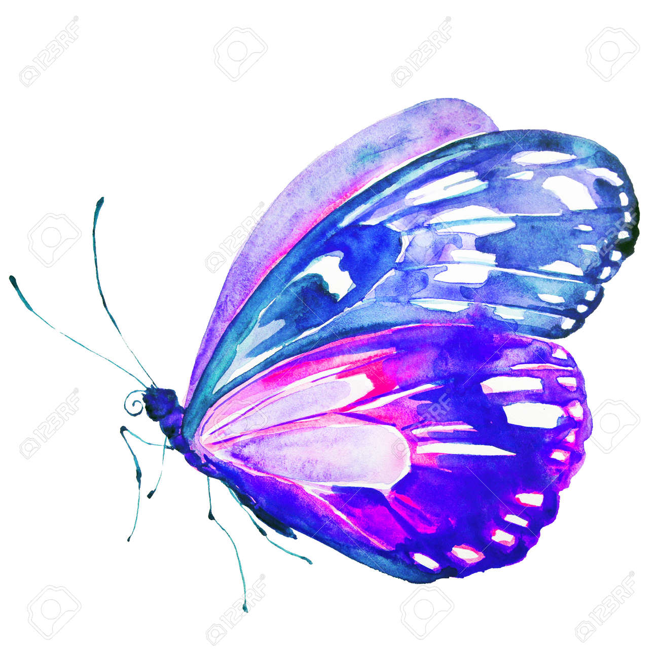 Butterfly Watercolor On A White Stock Photo Picture And Royalty Free Image Image