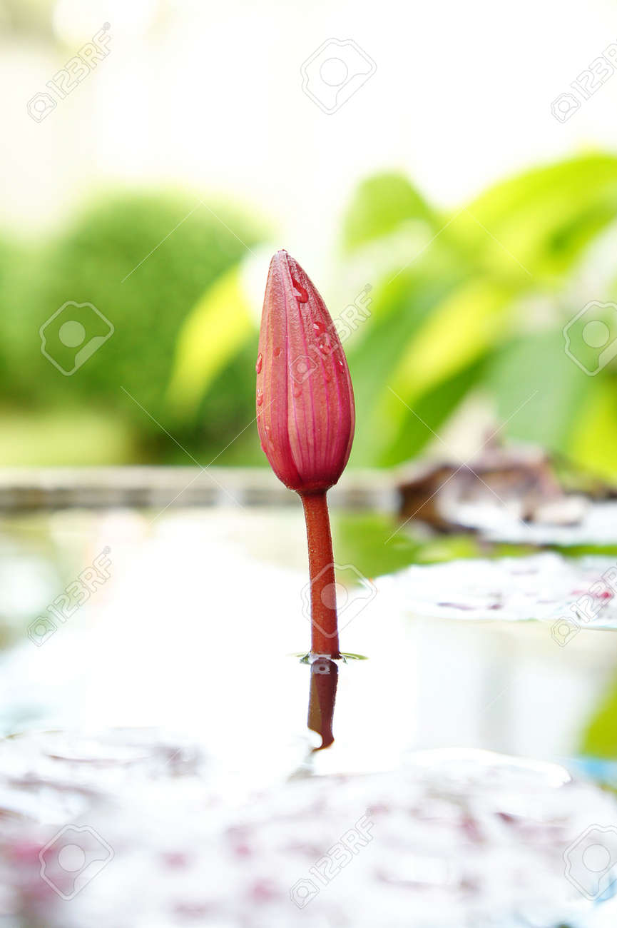 Nénuphar Lotus Beauté Le Jardin Populaire Faire Pousser Des Plantes Dans Leau