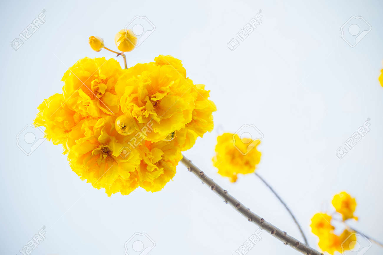 黄色の花 青空にシルク コットン花黄色い花 の写真素材 画像素材 Image