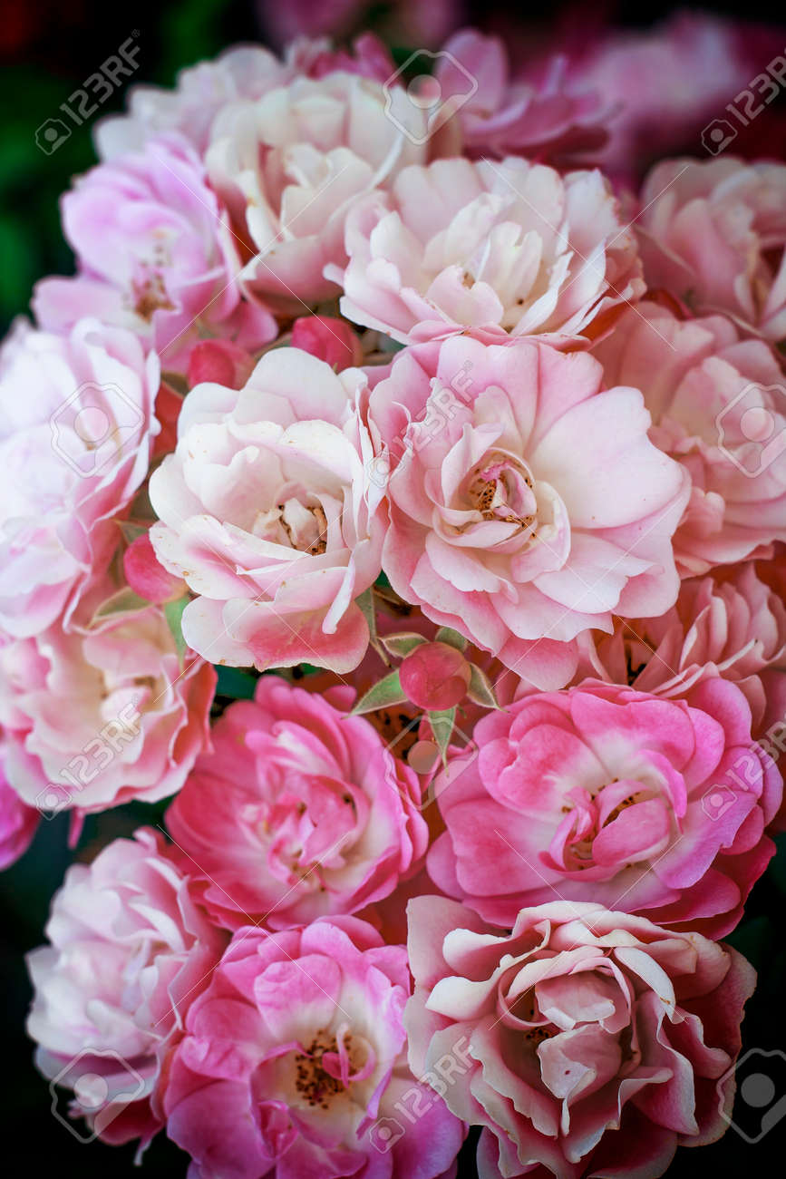 春の花の白とピンクのバラの花束 の写真素材 画像素材 Image 春の花の白とピンクのバラの花束 の写真素材 画像素材 Image