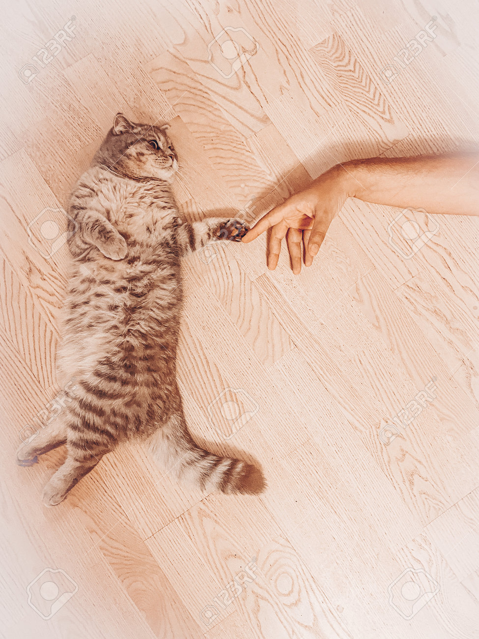 etiam-dictum-ipsum-a-felis