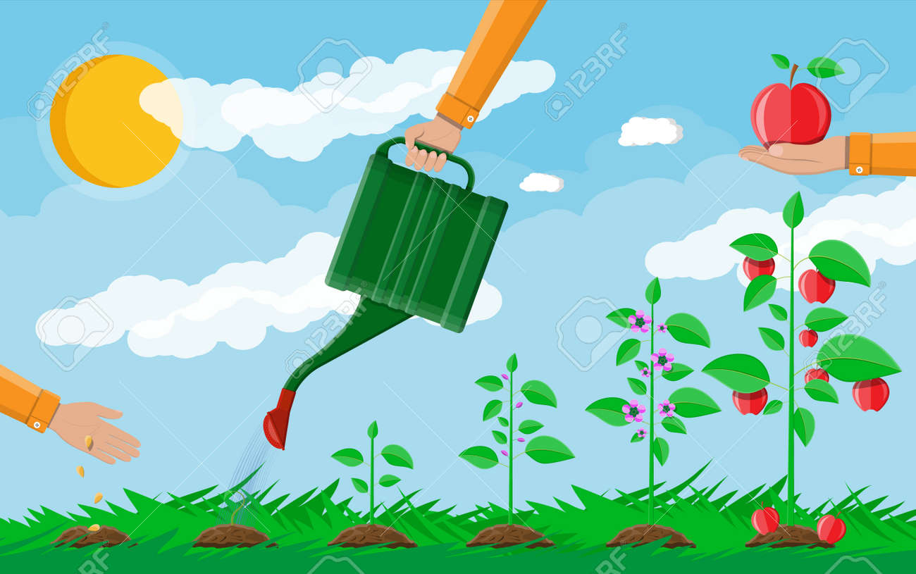 Wachstum Der Pflanze Vom Spross Bis Zur Frucht Baum Pflanzen Samling Gartenpflanze Zeitleiste Gras Himmel Mit Wolken Und Sonne Flache Vektor Illustration Lizenzfrei Nutzbare Vektorgrafiken Clip Arts Illustrationen Image 94430164