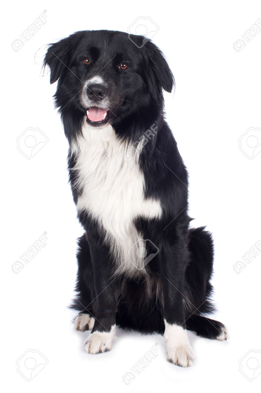 australian shepherd black and white australian shepherd crossbreed isolated stock photo picture and australian shepherd black and white australian shepherd crossbreed isolated stock photo picture and