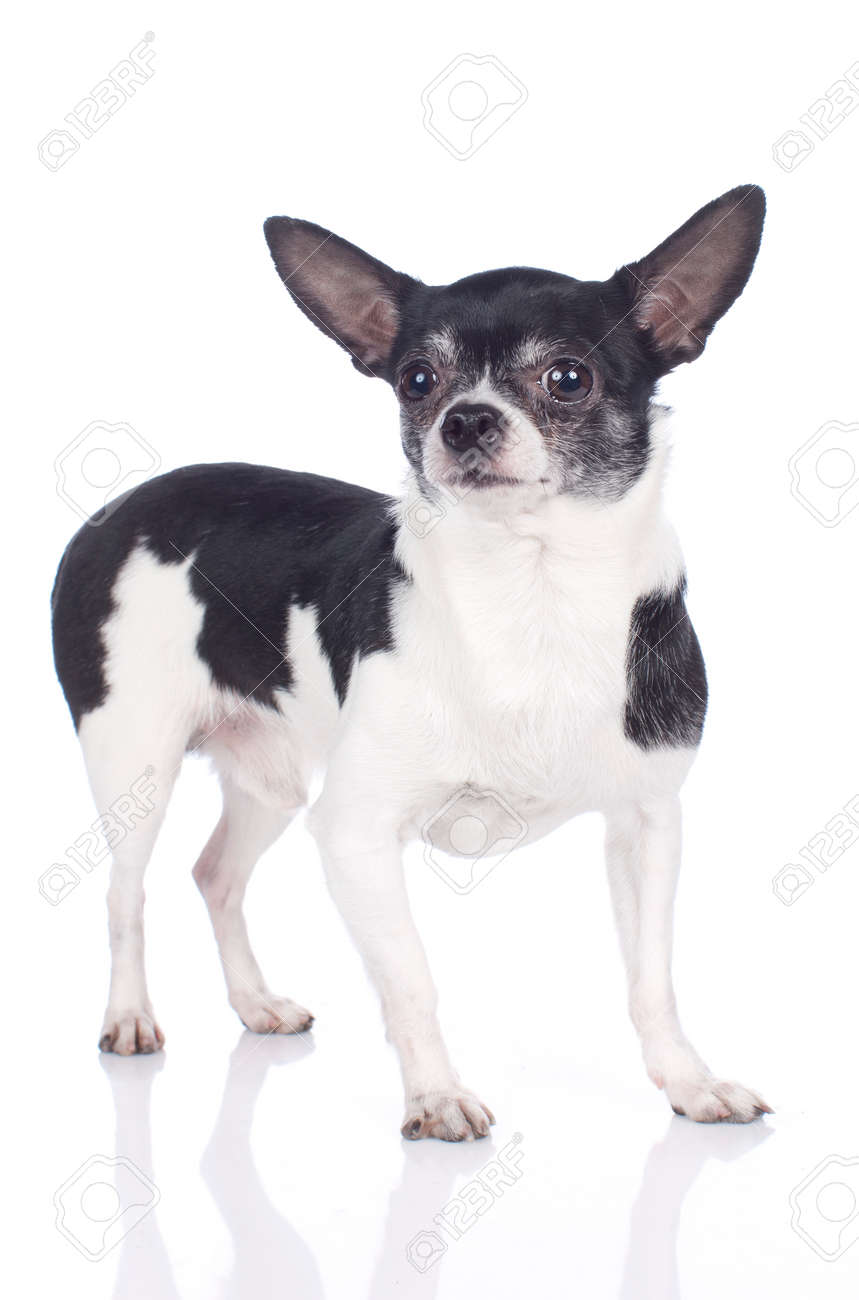 Black And White Chihuahua Dog Isolated