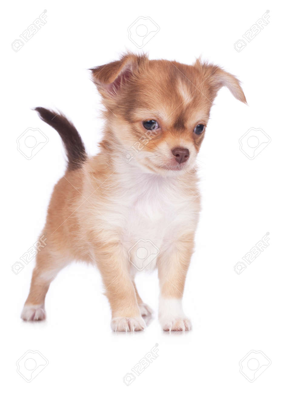 cute chihuahua