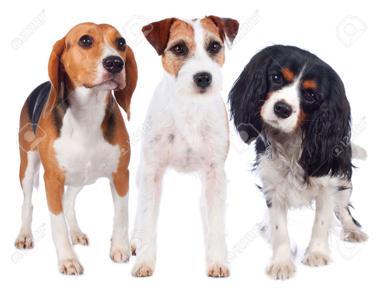 terrier king charles