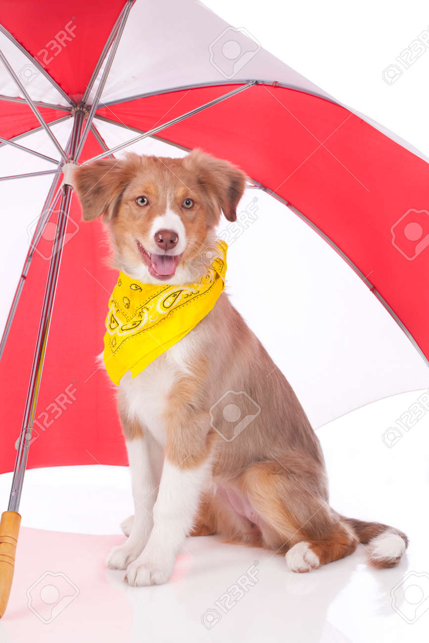 dog sun umbrella
