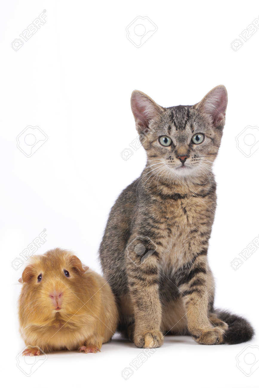 Chat Avec Cochon Guinee Isole Banque D Images Et Photos Libres De Droits Image Chat Avec Cochon Guinee Isole Banque D Images Et Photos Libres De Droits Image