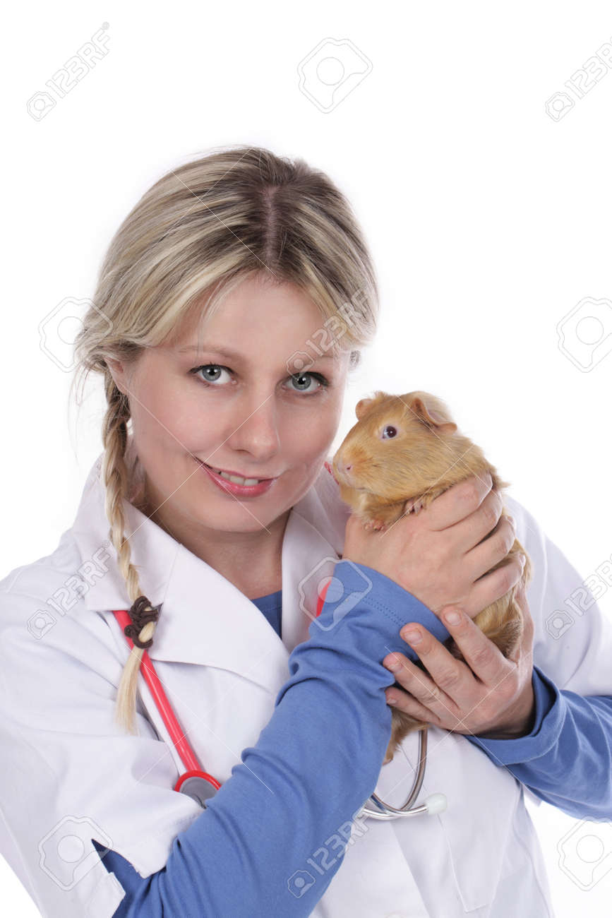 female vet with guinea pig isolated stock photo picture and royalty guinea pig vet