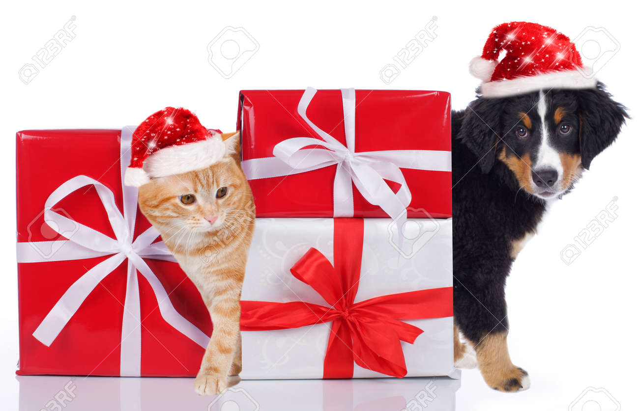 猫と犬のクリスマス プレゼントとサンタの帽子 の写真素材 画像素材 Image