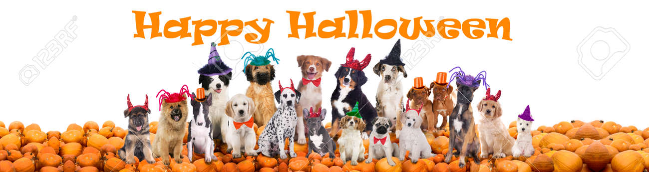 Happy Halloween Dogs Isolated Stock Photo, Picture and Royalty Free Image.  Image 46046903.
