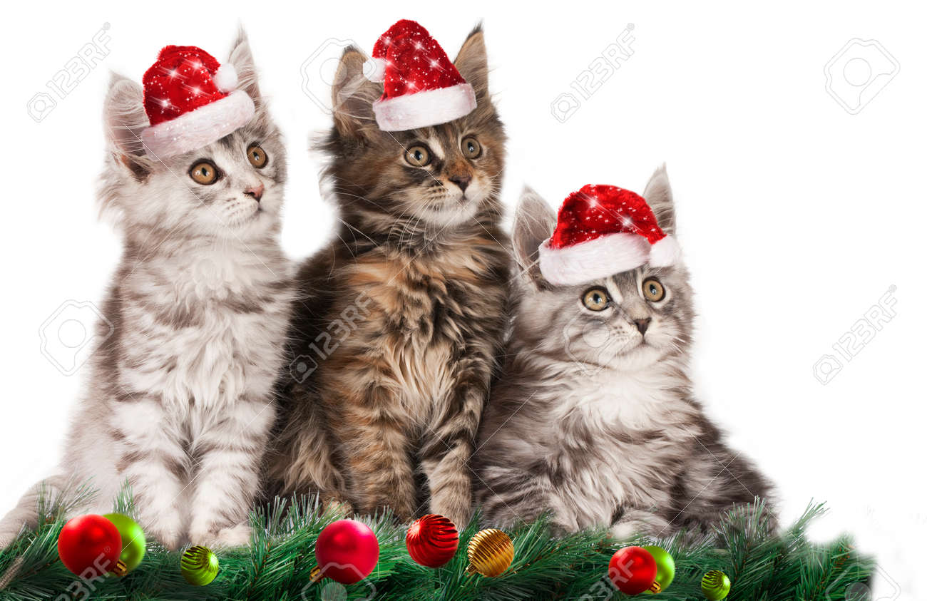 Cute christmas kitten with santa hats isolated