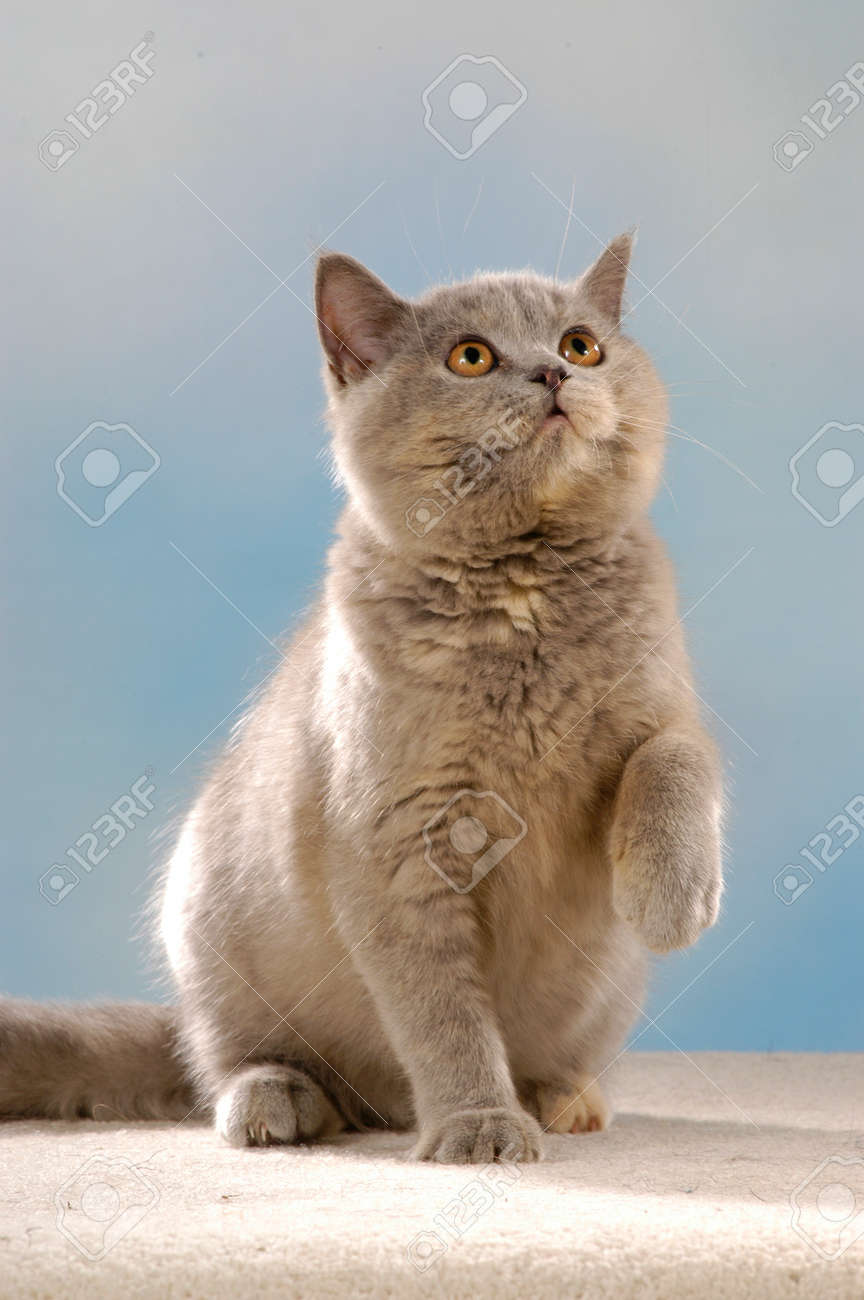 Cute British Shorthair Cat Sitting In Front Of Blue Background
