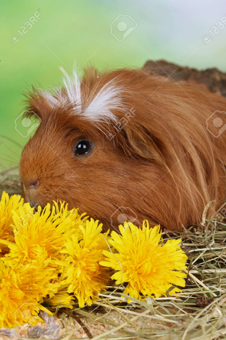 guinea pig dandelion