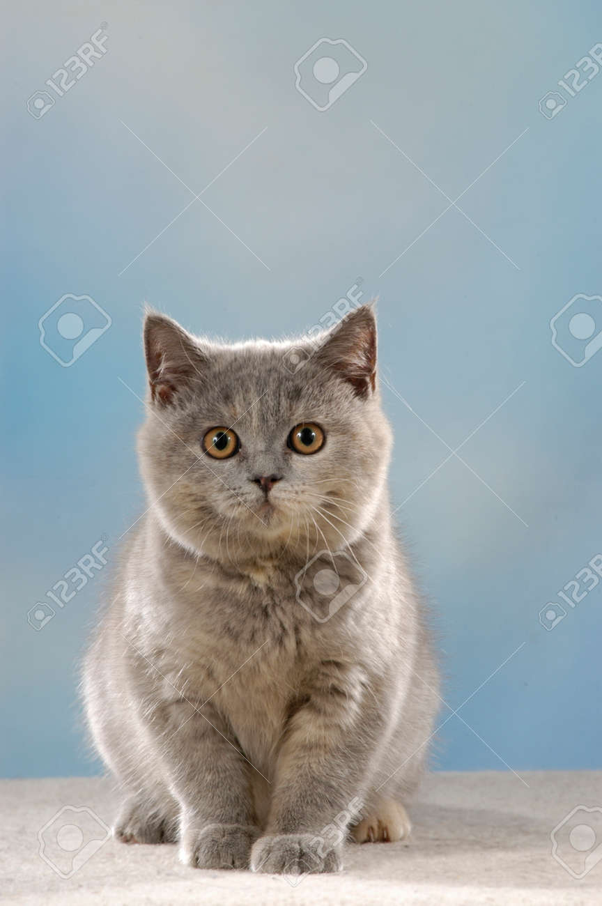 Cute British Shorthair Cat Sitting In Front Of Blue Background