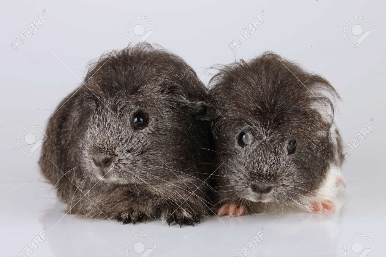 baby sheltie guinea pig
