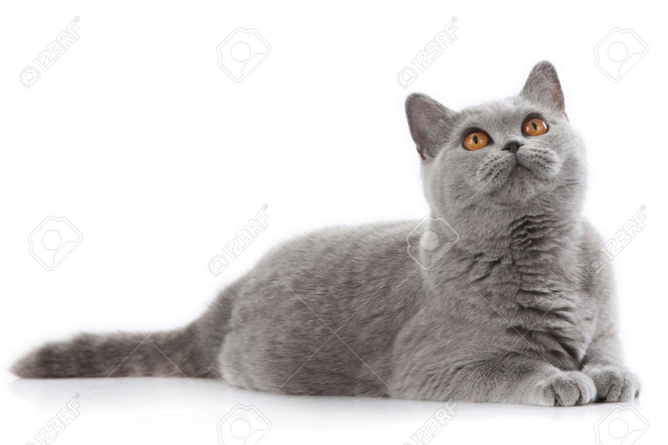 Grey British Short Hair Cat Lying On White Background Stock Photo