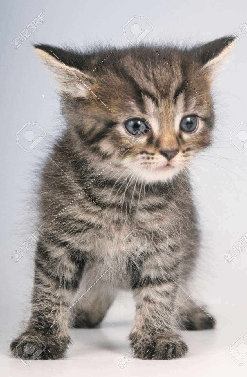 Cute British Shorthair Kitten Isolated On White Stock Photo