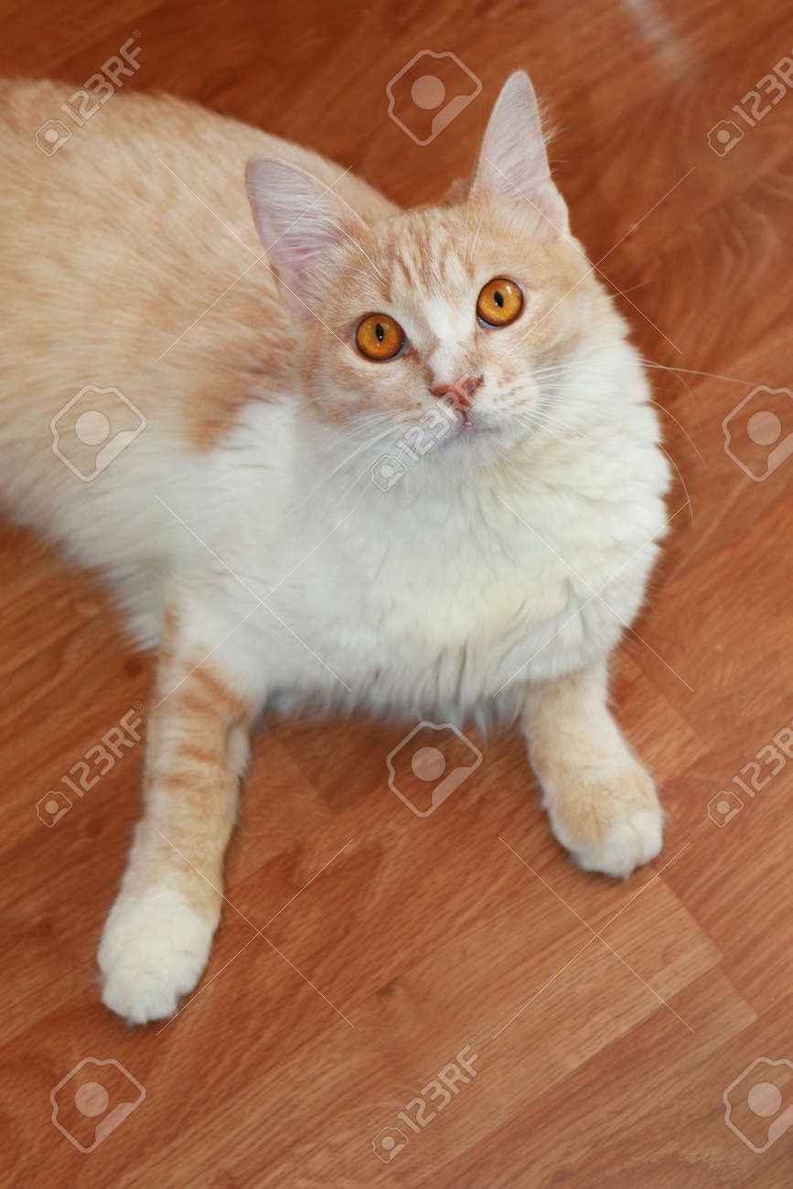 largest reptile in world