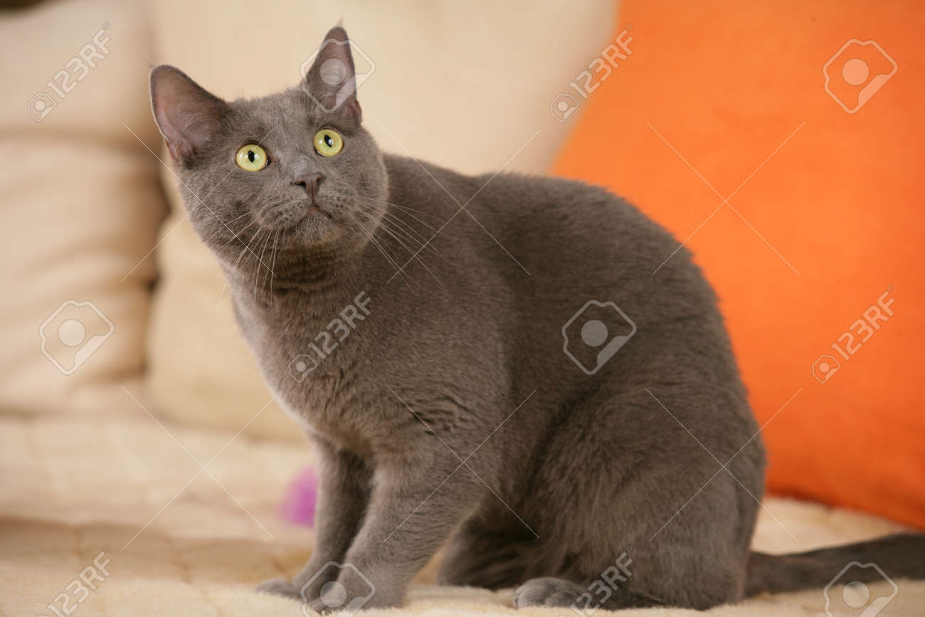 grey adult cat