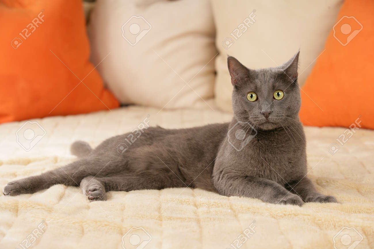grey adult cat
