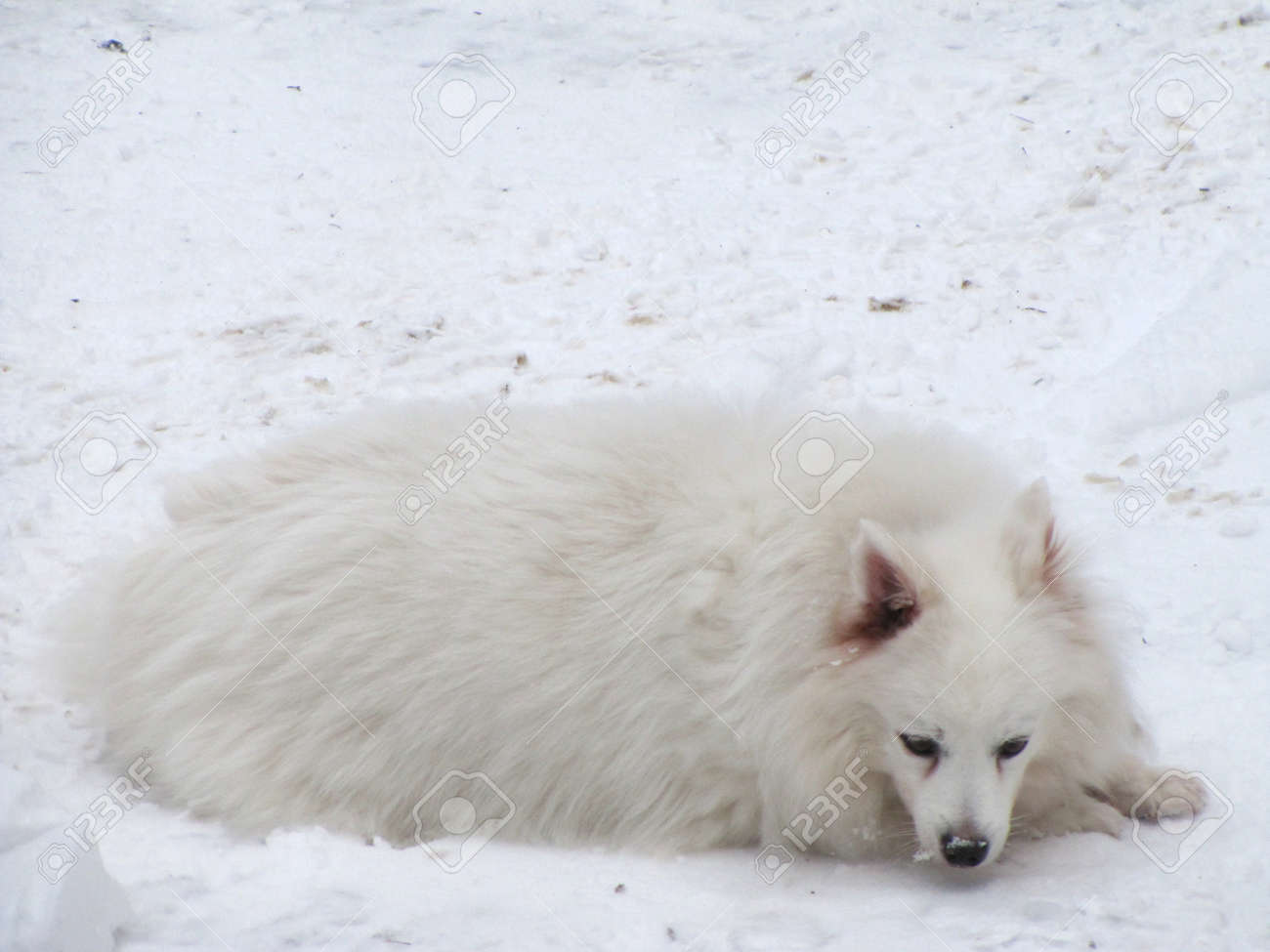 american snow dog