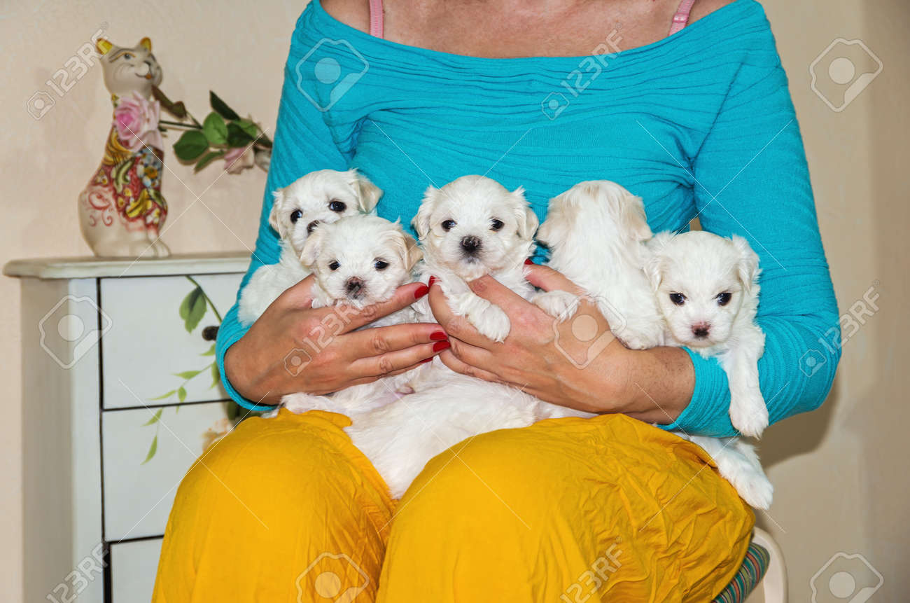 maltese puppies