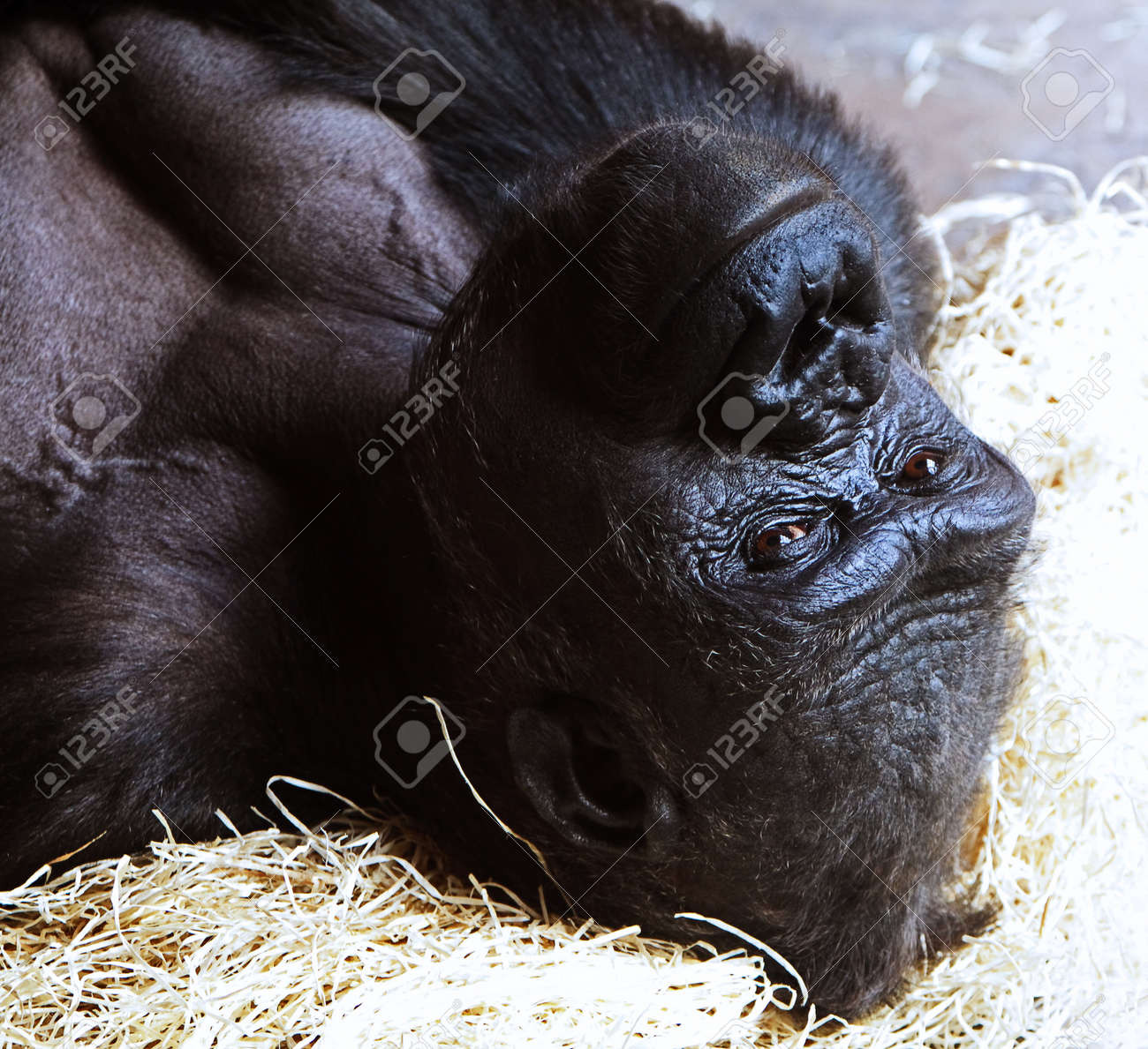 若いゴリラ エイプの肖像画 の写真素材 画像素材 Image